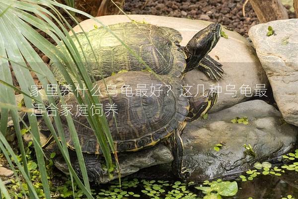 家里养什么乌龟最好？这几种乌龟最适合家庭饲养