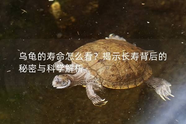 乌龟的寿命怎么看？揭示长寿背后的秘密与科学解析