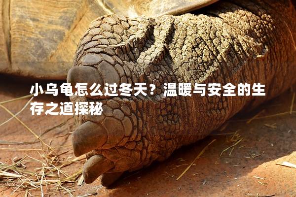 小乌龟怎么过冬天？温暖与安全的生存之道探秘