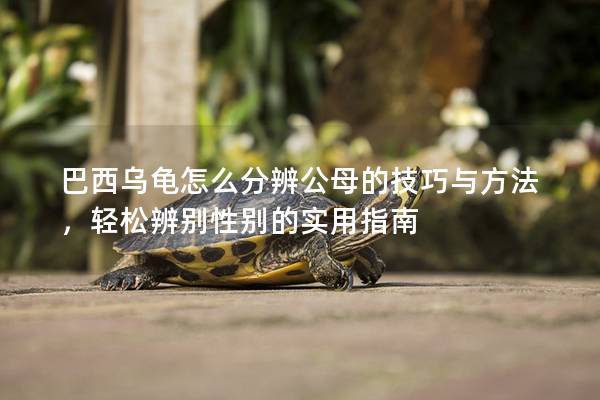 巴西乌龟怎么分辨公母的技巧与方法，轻松辨别性别的实用指南