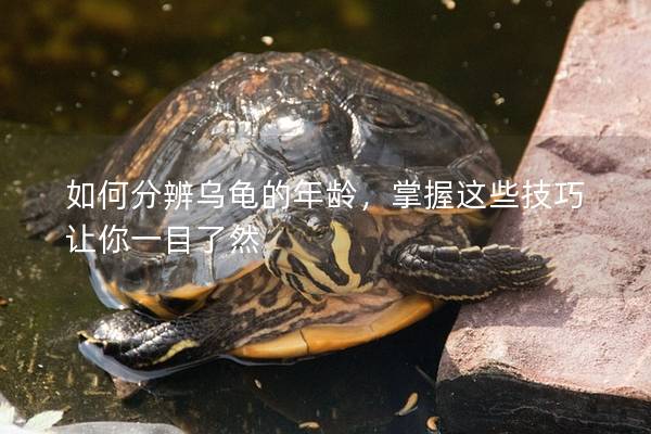 如何分辨乌龟的年龄，掌握这些技巧让你一目了然