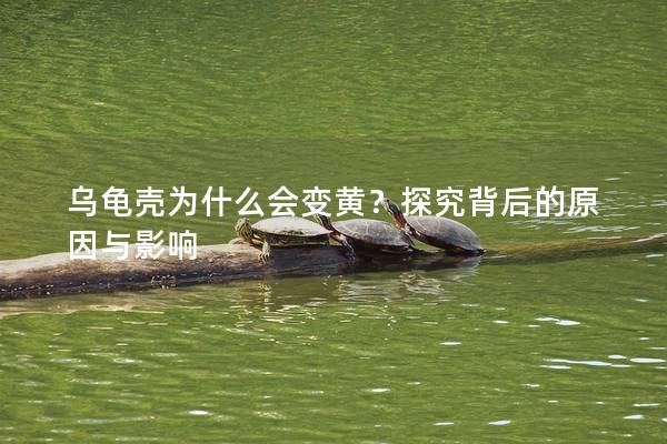 乌龟壳为什么会变黄？探究背后的原因与影响