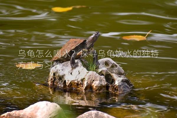 乌龟怎么喝水？探寻乌龟饮水的独特方式与习性