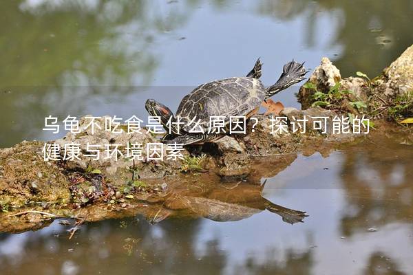 乌龟不吃食是什么原因？探讨可能的健康与环境因素