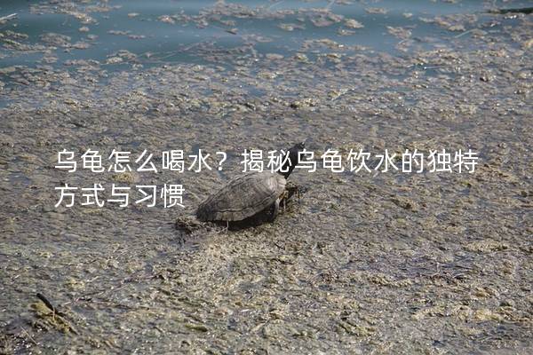 乌龟怎么喝水？揭秘乌龟饮水的独特方式与习惯
