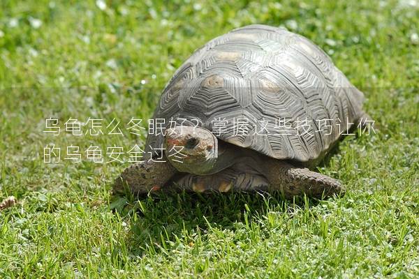 乌龟怎么冬眠好？掌握这些技巧让你的乌龟安全过冬
