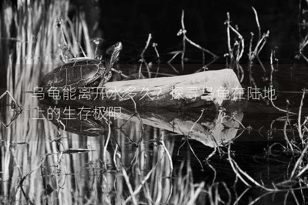 乌龟能离开水多久？探寻乌龟在陆地上的生存极限