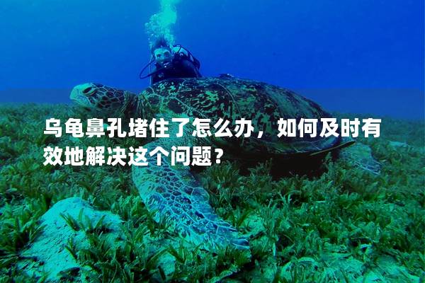 乌龟鼻孔堵住了怎么办，如何及时有效地解决这个问题？