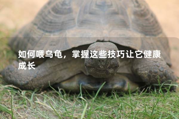 如何喂乌龟，掌握这些技巧让它健康成长