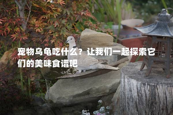 宠物乌龟吃什么？让我们一起探索它们的美味食谱吧