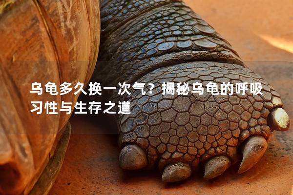 乌龟多久换一次气？揭秘乌龟的呼吸习性与生存之道