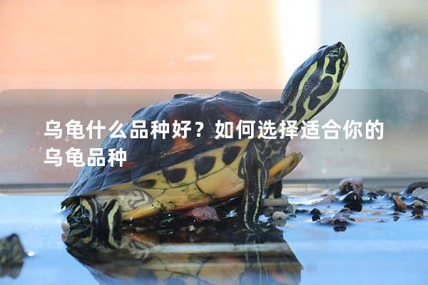 乌龟什么品种好？如何选择适合你的乌龟品种