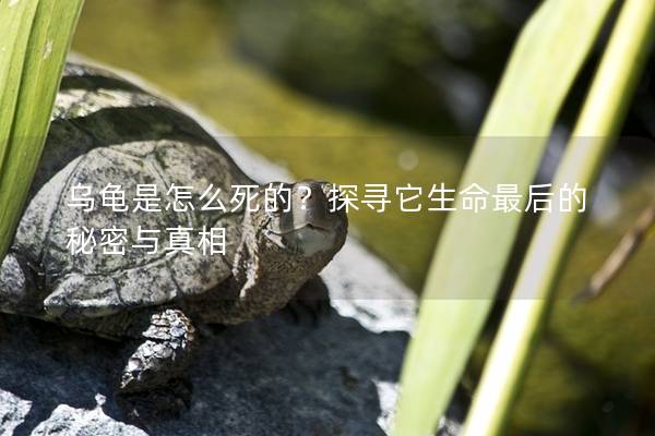乌龟是怎么死的？探寻它生命最后的秘密与真相