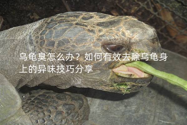 乌龟臭怎么办？如何有效去除乌龟身上的异味技巧分享