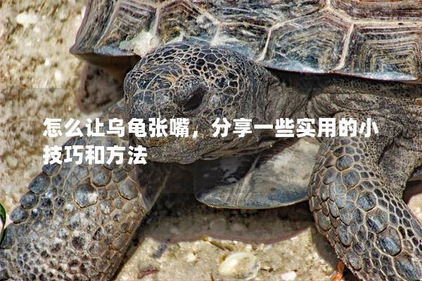 怎么让乌龟张嘴，分享一些实用的小技巧和方法