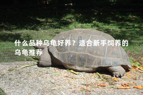 什么品种乌龟好养？适合新手饲养的乌龟推荐