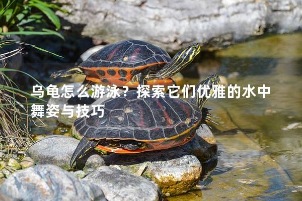 乌龟怎么游泳？探索它们优雅的水中舞姿与技巧
