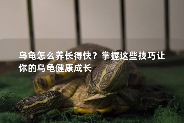 乌龟怎么养长得快？掌握这些技巧让你的乌龟健康成长