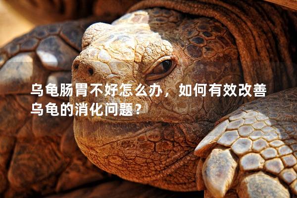 乌龟肠胃不好怎么办，如何有效改善乌龟的消化问题？