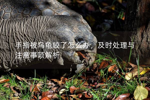 手指被乌龟咬了怎么办，及时处理与注意事项解析