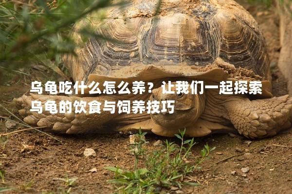 乌龟吃什么怎么养？让我们一起探索乌龟的饮食与饲养技巧