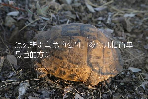 怎么辨别乌龟的公母，教你几招简单易懂的方法