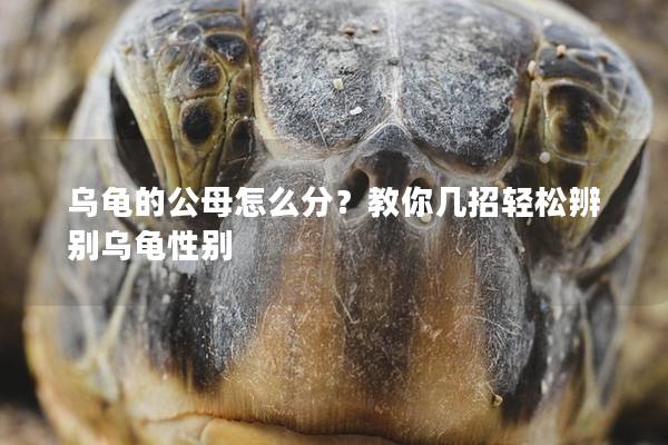 乌龟的公母怎么分？教你几招轻松辨别乌龟性别
