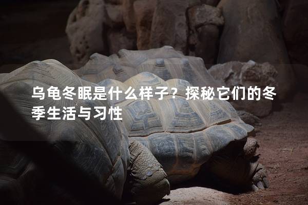 乌龟冬眠是什么样子？探秘它们的冬季生活与习性