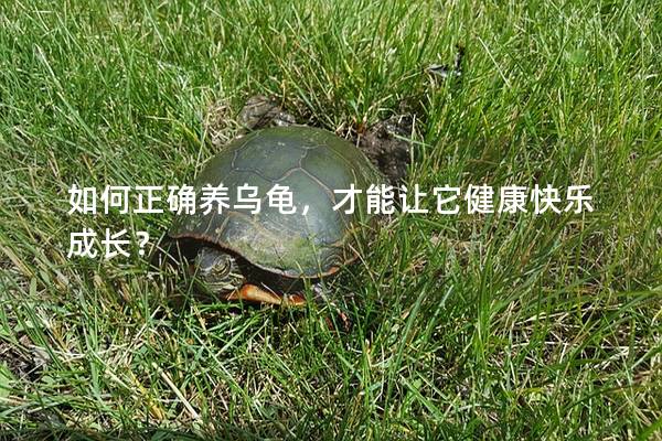 如何正确养乌龟，才能让它健康快乐成长？
