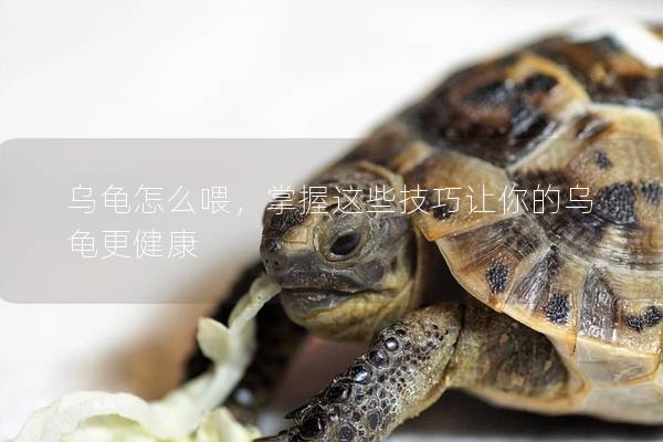乌龟怎么喂，掌握这些技巧让你的乌龟更健康