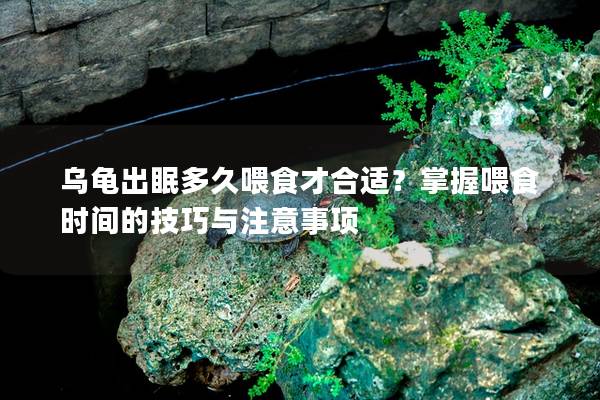 乌龟出眠多久喂食才合适？掌握喂食时间的技巧与注意事项