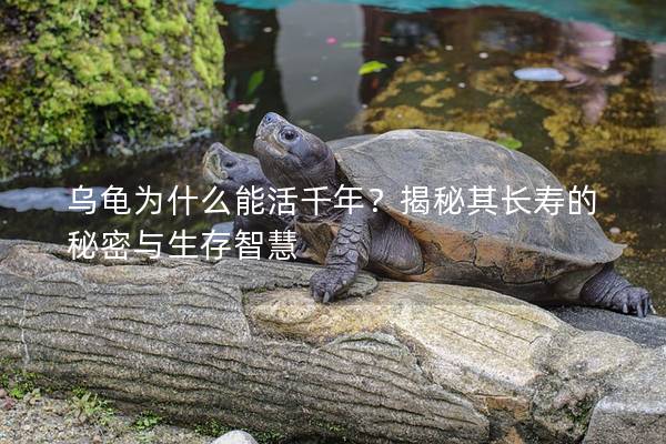 乌龟为什么能活千年？揭秘其长寿的秘密与生存智慧
