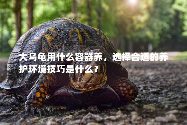 大乌龟用什么容器养，选择合适的养护环境技巧是什么？