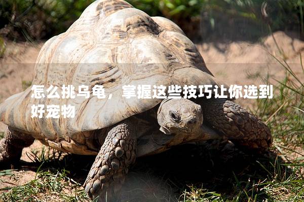 怎么挑乌龟，掌握这些技巧让你选到好宠物