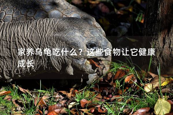 家养乌龟吃什么？这些食物让它健康成长