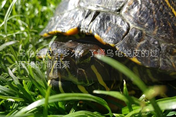 乌龟蜕皮要多久？了解乌龟蜕皮的过程和时间因素
