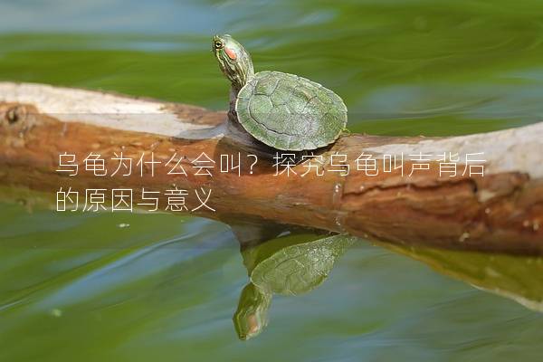 乌龟为什么会叫？探究乌龟叫声背后的原因与意义