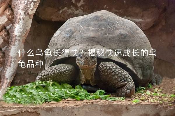 什么乌龟长得快？揭秘快速成长的乌龟品种