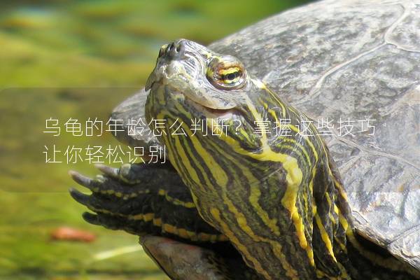 乌龟的年龄怎么判断？掌握这些技巧让你轻松识别