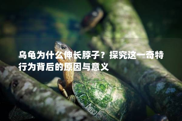 乌龟为什么伸长脖子？探究这一奇特行为背后的原因与意义