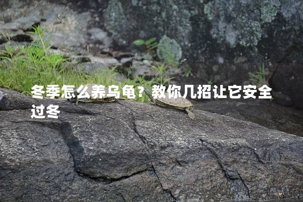 冬季怎么养乌龟？教你几招让它安全过冬