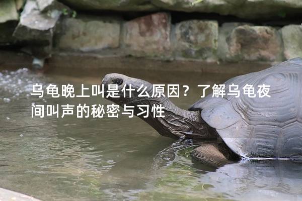 乌龟晚上叫是什么原因？了解乌龟夜间叫声的秘密与习性