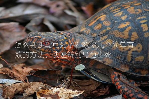 怎么判断乌龟死了？教你几个简单有效的方法，快速辨别乌龟生死