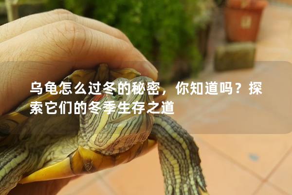 乌龟怎么过冬的秘密，你知道吗？探索它们的冬季生存之道