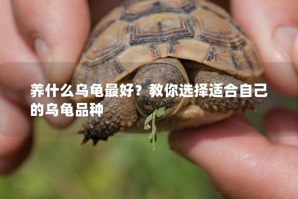 养什么乌龟最好？教你选择适合自己的乌龟品种