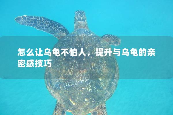 怎么让乌龟不怕人，提升与乌龟的亲密感技巧