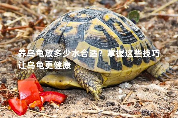 养乌龟放多少水合适？掌握这些技巧让乌龟更健康