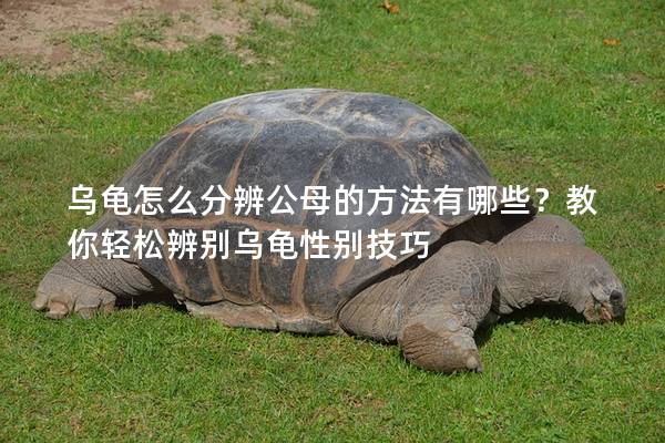 乌龟怎么分辨公母的方法有哪些？教你轻松辨别乌龟性别技巧