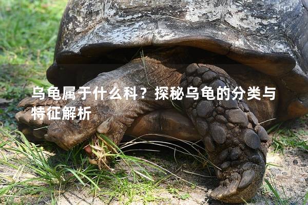 乌龟属于什么科？探秘乌龟的分类与特征解析
