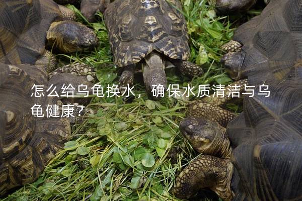怎么给乌龟换水，确保水质清洁与乌龟健康？